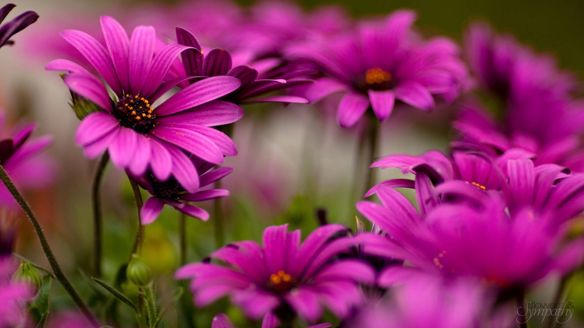 Ordering A Funeral Flower Basket For A Child’s Funeral