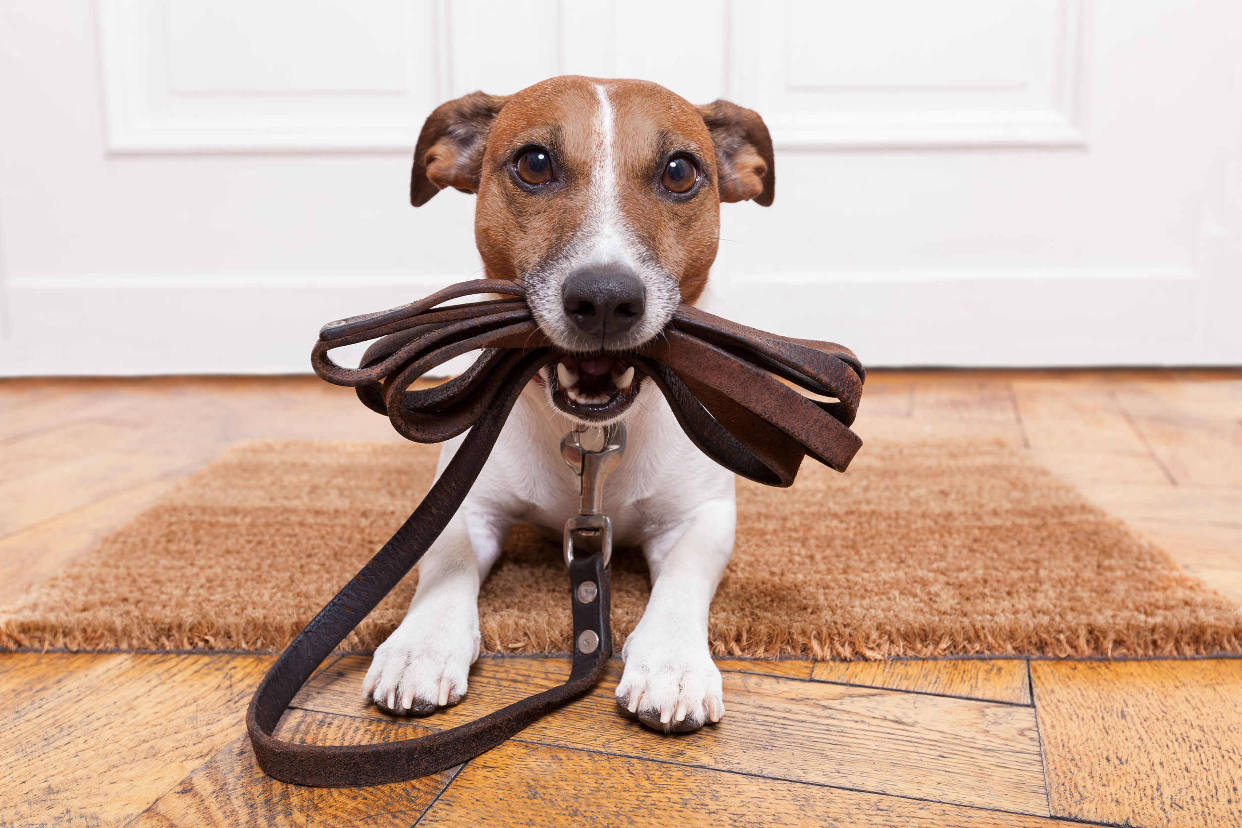 Reasons to Consider Dog Boarding in Helena, MT