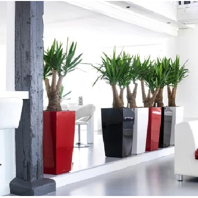 Why You Should Consider Using an Interior Plant Service in Miami