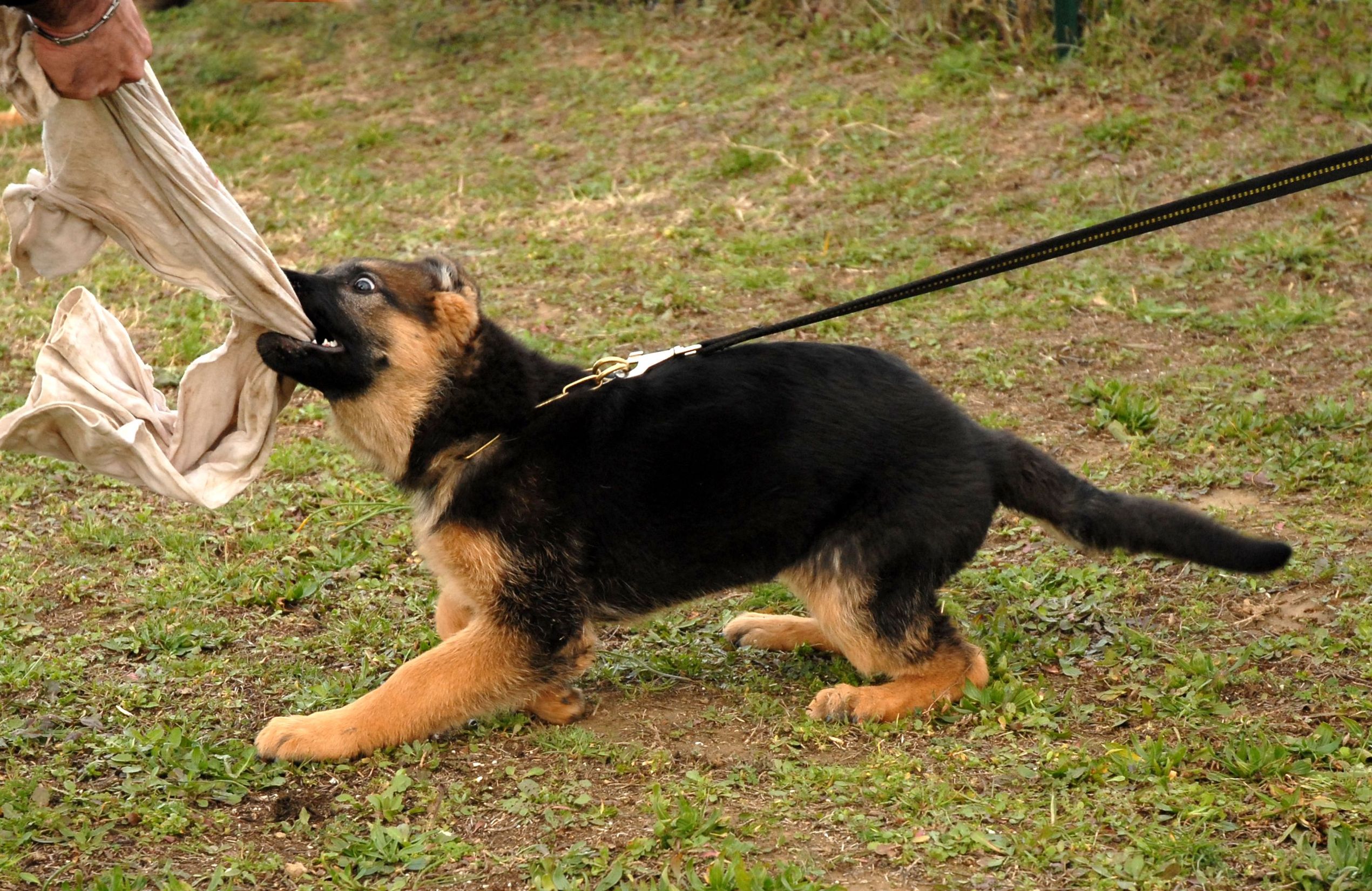 Training Your Puppy in Murrieta for a Peaceful Transition to Your Family