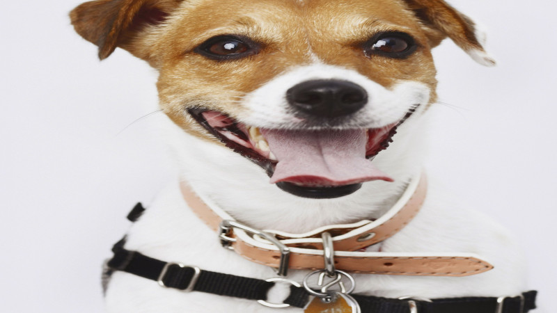 How Dog Bones in Fort Myers, FL Can Help Keep Your Pup’s Teeth Healthy