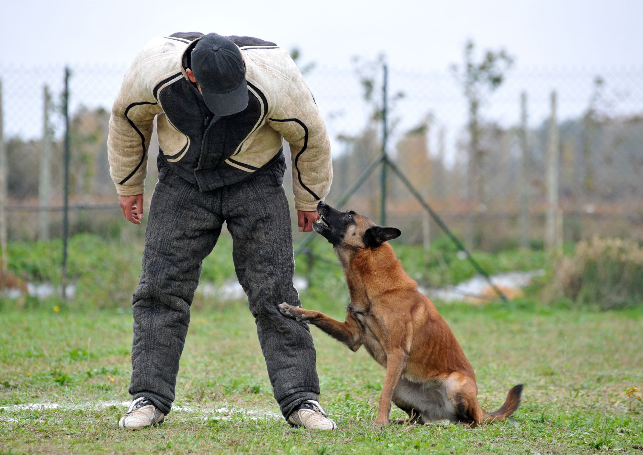 The Reasons For Hiring a Dog Trainer in Menifee, CA