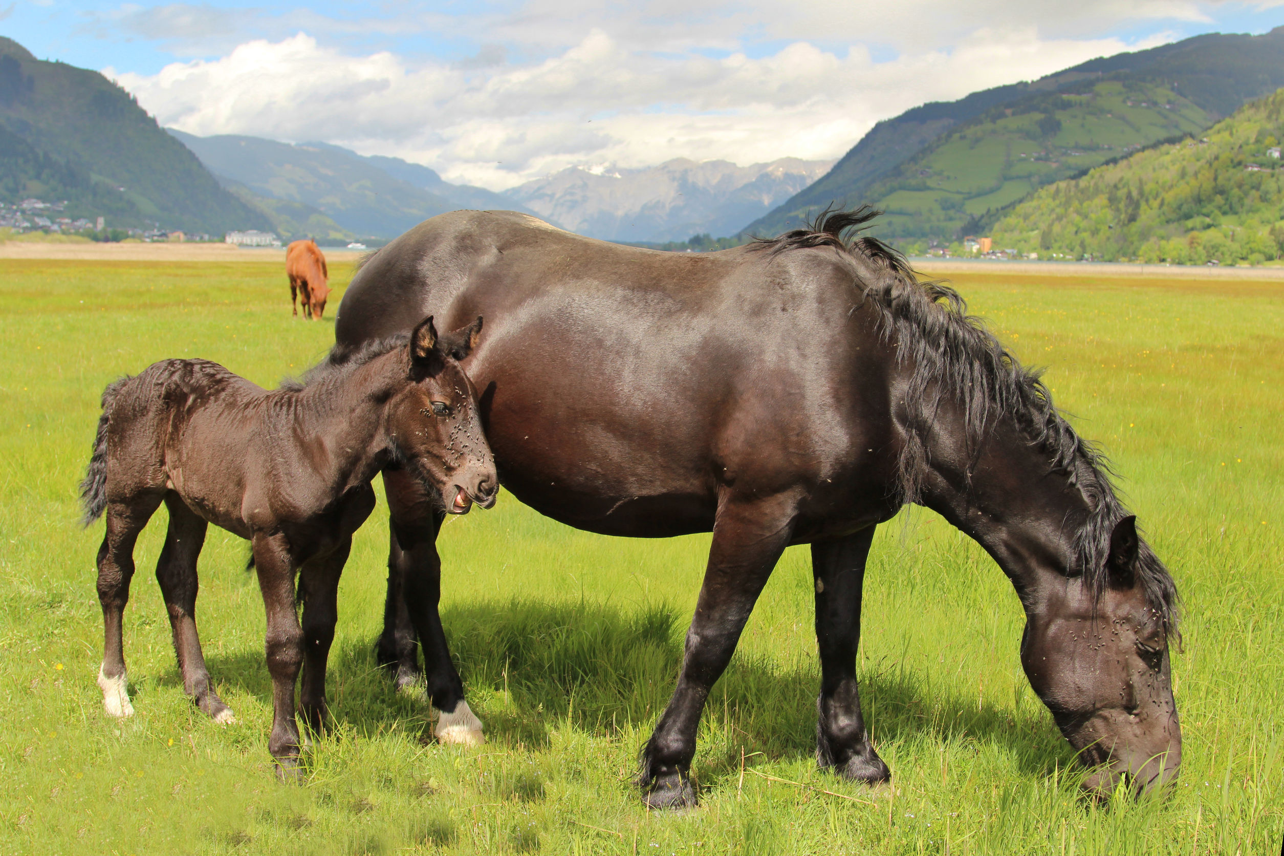 How Do You Know When a Horse Is Happy?