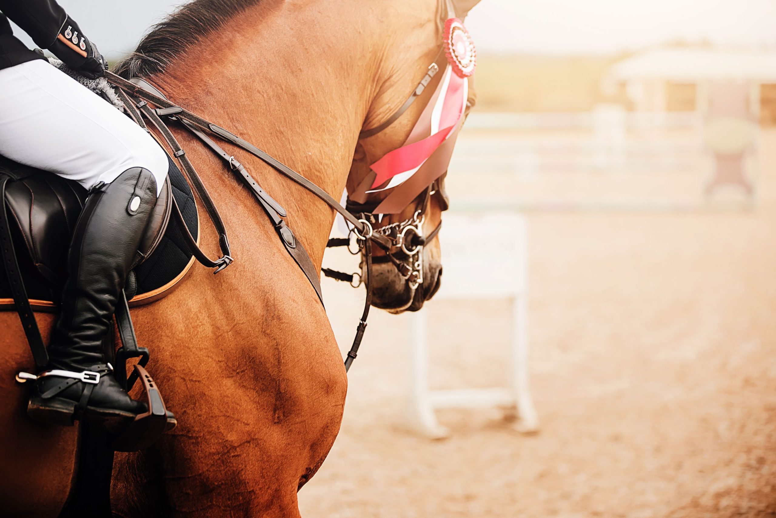 Natural Horsemanship: Everything You Need to Know