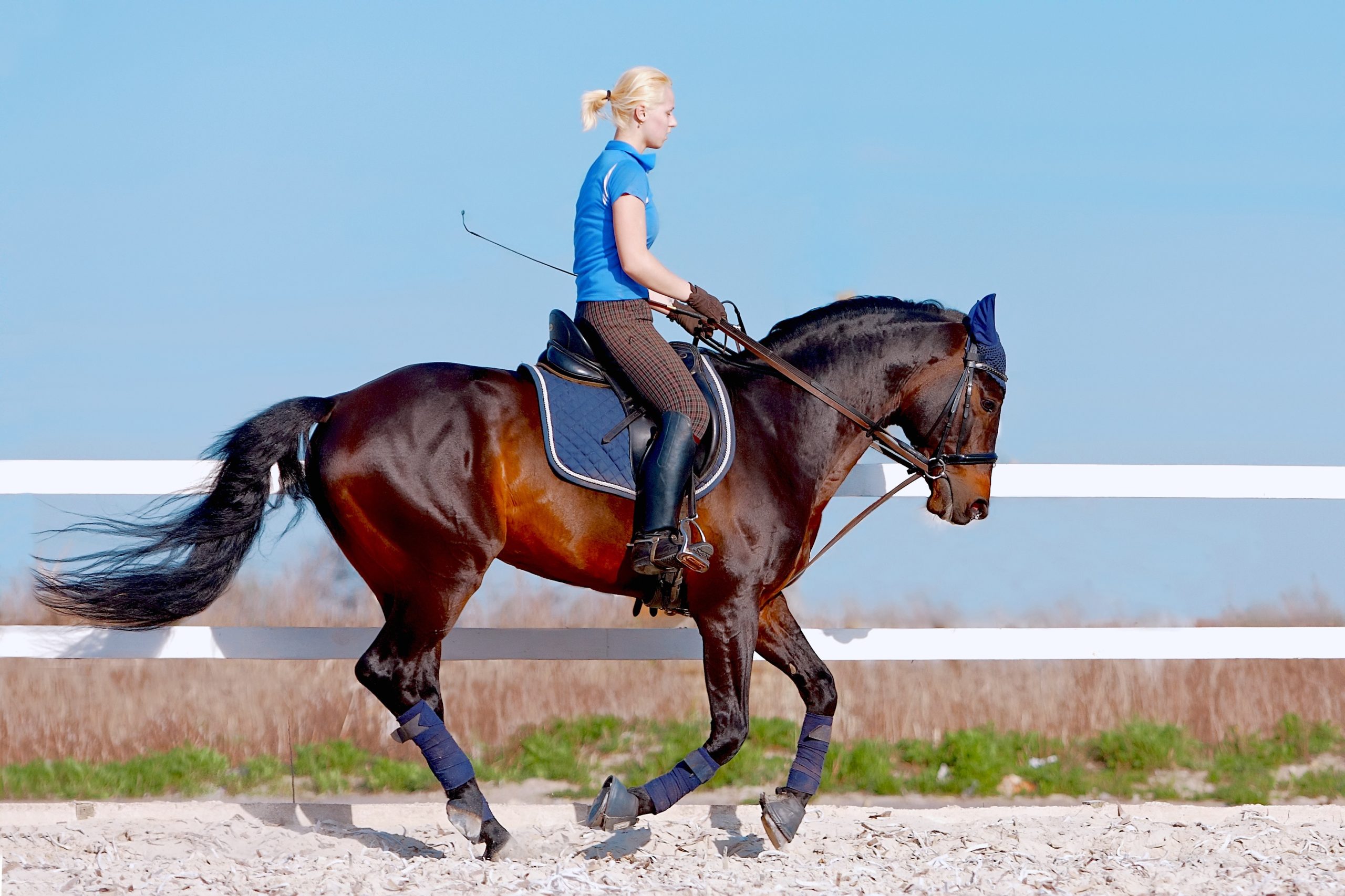 The Best Online Horse Trainer: Unveiling the Secrets to Effective Horse Training