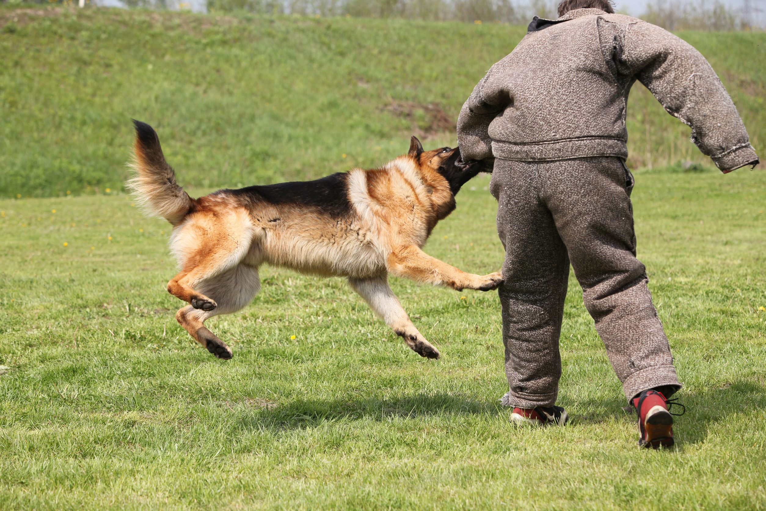 Where You Can Find the Best Puppy Obedience Training in Menifee, CA