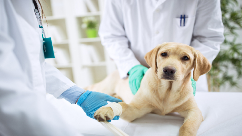 The Role of an Emergency Animal Hospital in Sarasota, FL