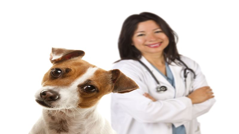 Providing Pets Oncologic Surgery Service in Sarasota, FL