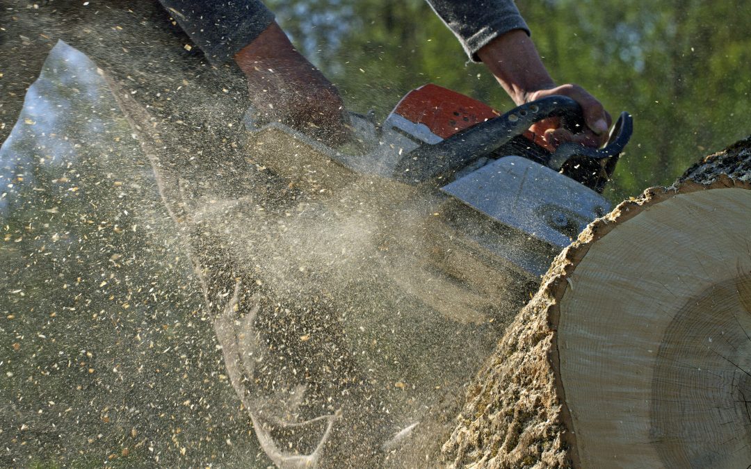 Revitalize Your Outdoor Space with Expert Stump Grinding in Gig Harbor, WA, for a Pristine Landscape