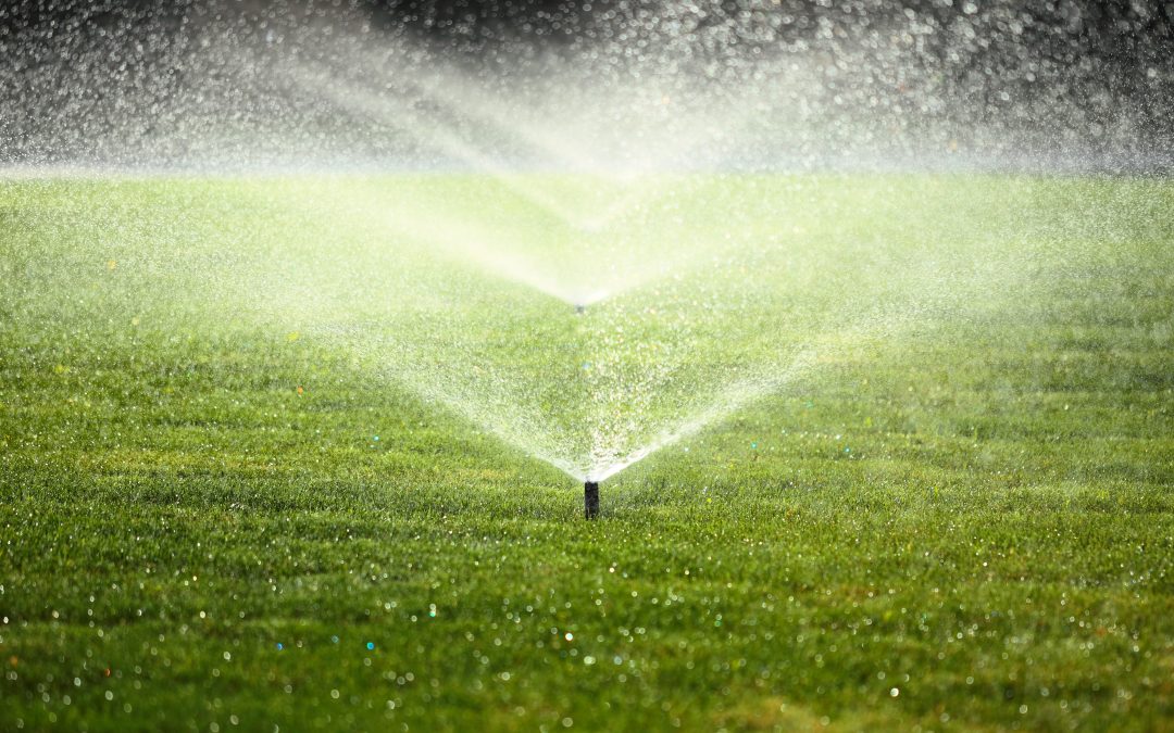 The Essential Guide to Lawn Weed Control in Baton Rouge