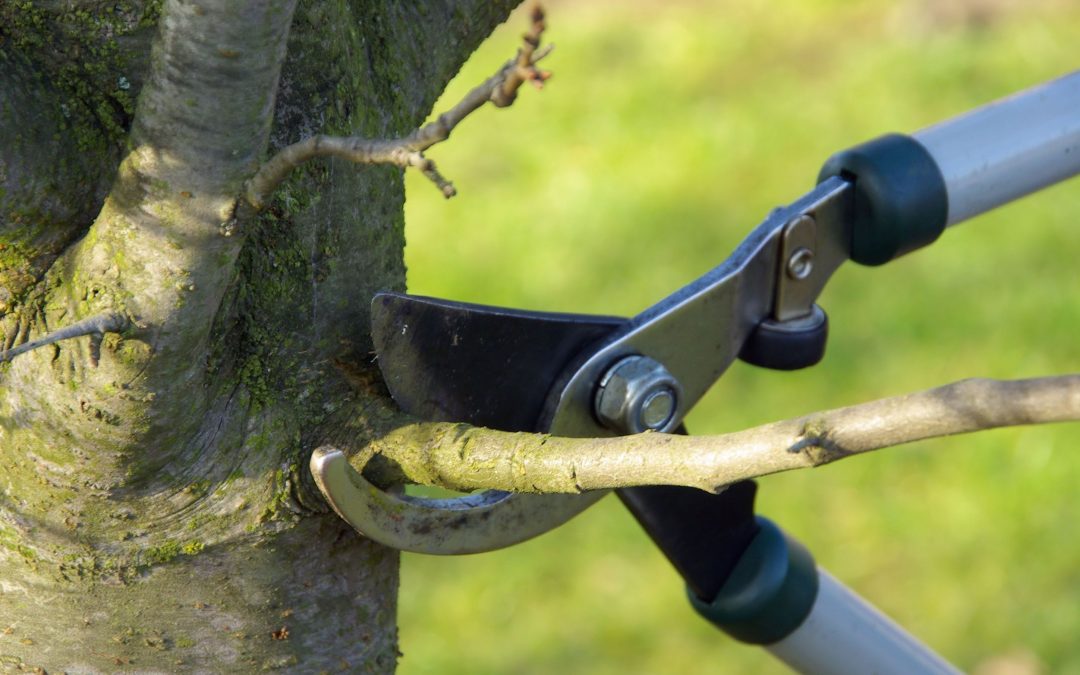 Why a Good Tree Maintenance Company in Austin, TX, Should Be Based on Science.