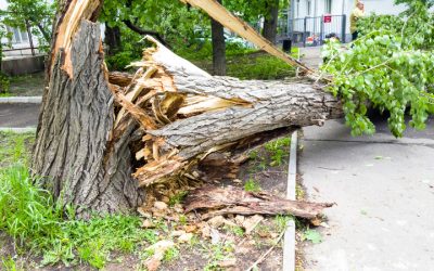 Signs of the Best Storm Tree Removal in Johnson City, TX