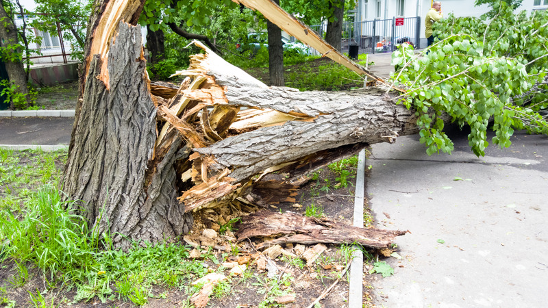 Signs of the Best Storm Tree Removal in Johnson City, TX