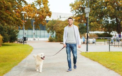 What Should You Look For In A Dog Walker In Turtle Bay New York?