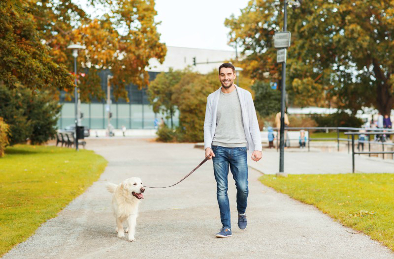 What Should You Look For In A Dog Walker In Turtle Bay New York?