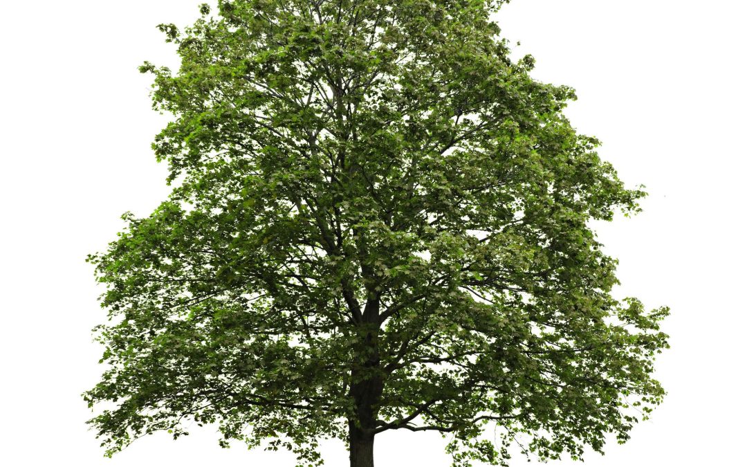 Tree Care Services in Liberty Hill: Maintaining Healthy and Beautiful Trees