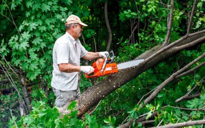 What Are The Benefits Of A Tree Service In Monterey CA?