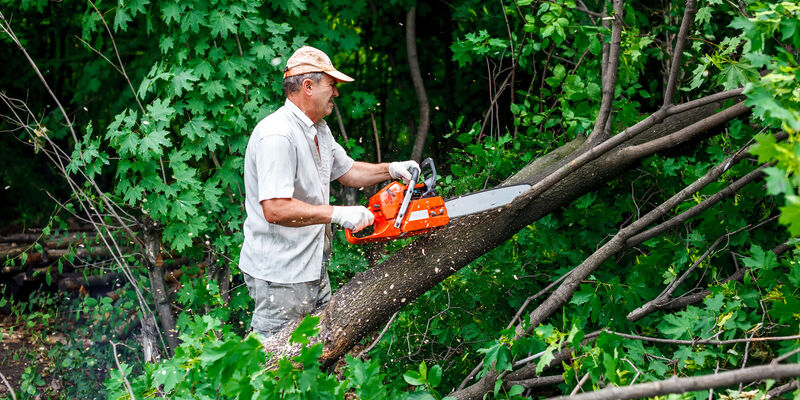 What Are The Benefits Of A Tree Service In Monterey CA?