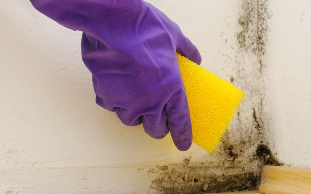 Mould Remediation in Winnipeg: Expert Techniques To Prevent Damage And Promote Wellness