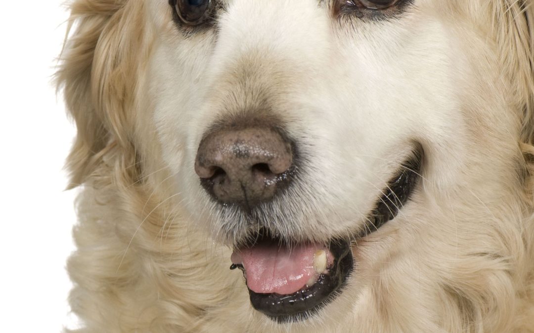 Fueling Pet Happiness Naturally with Trusted Dog Treats in Helena, MT, Residents Choose