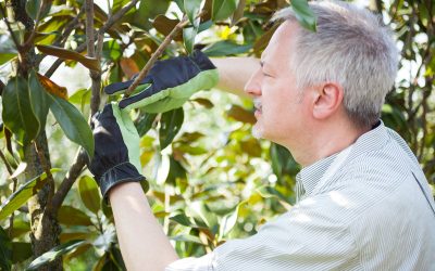 Tree Care Services in Wimberley, TX: Protecting the Health And Integrity of Your Trees