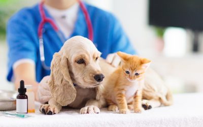 Choosing a Emergency Pet Hospital in Pembroke Pines FL