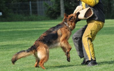 Professional Dog Training Services for a Well-Behaved Pet in Arlington, TX